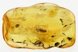 Detailed Fossil False Click Beetle (Dyscharachthis) in Baltic Amber #307575-1